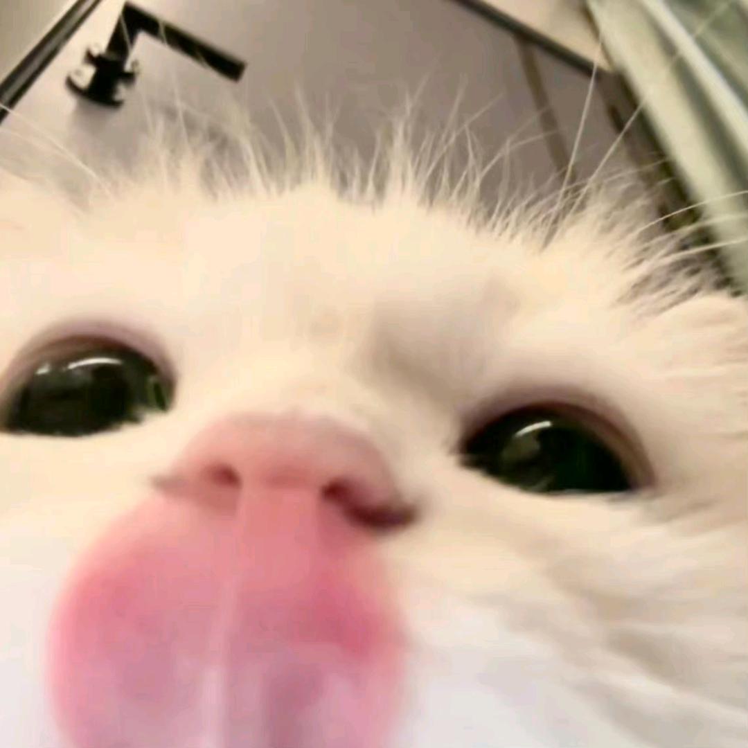 摆酱不摆（ow/apex）