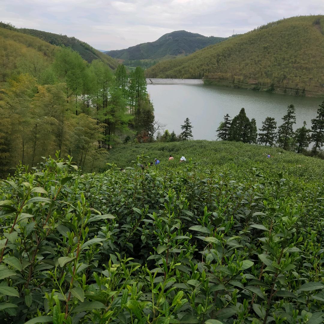安吉高山白茶一站式百货好货店
