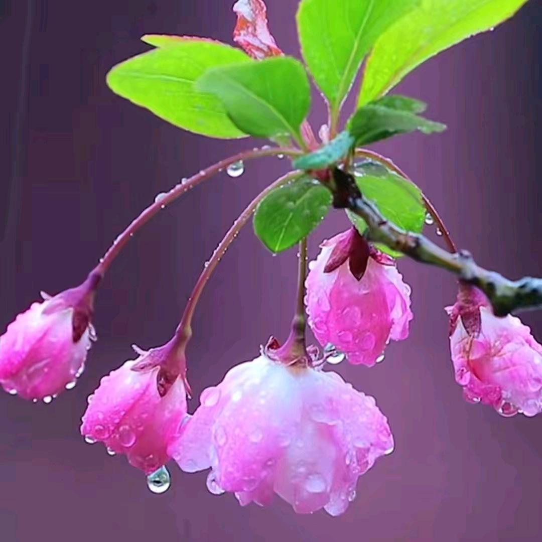 晴妈🍒
