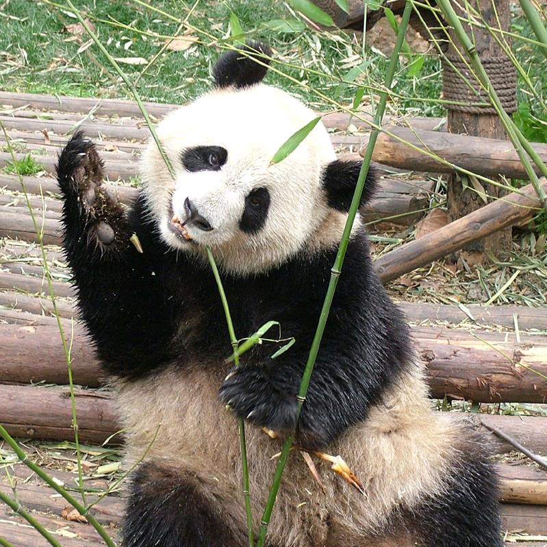小洛