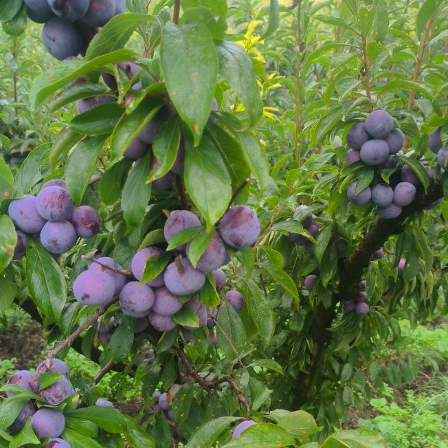 阿坝高原水果特产代办