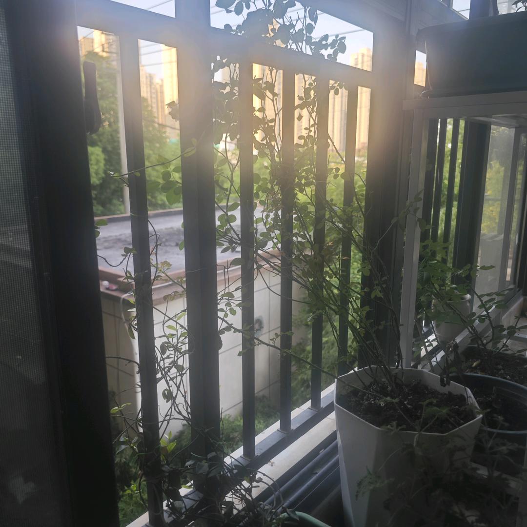 风车茉莉
