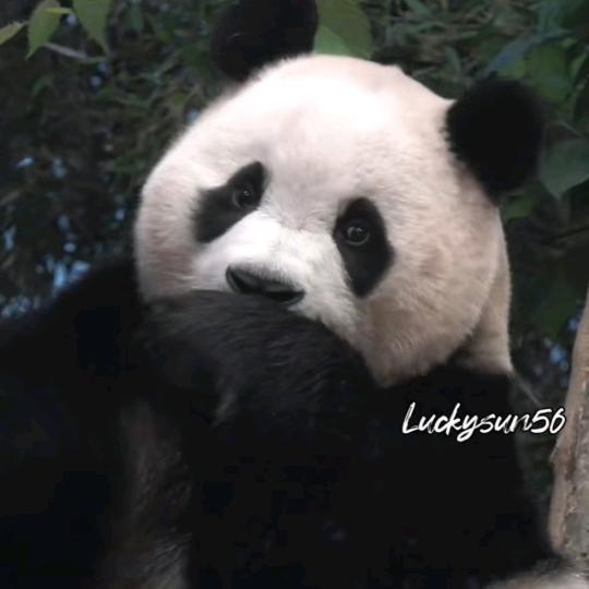 把泥变成🐖头像