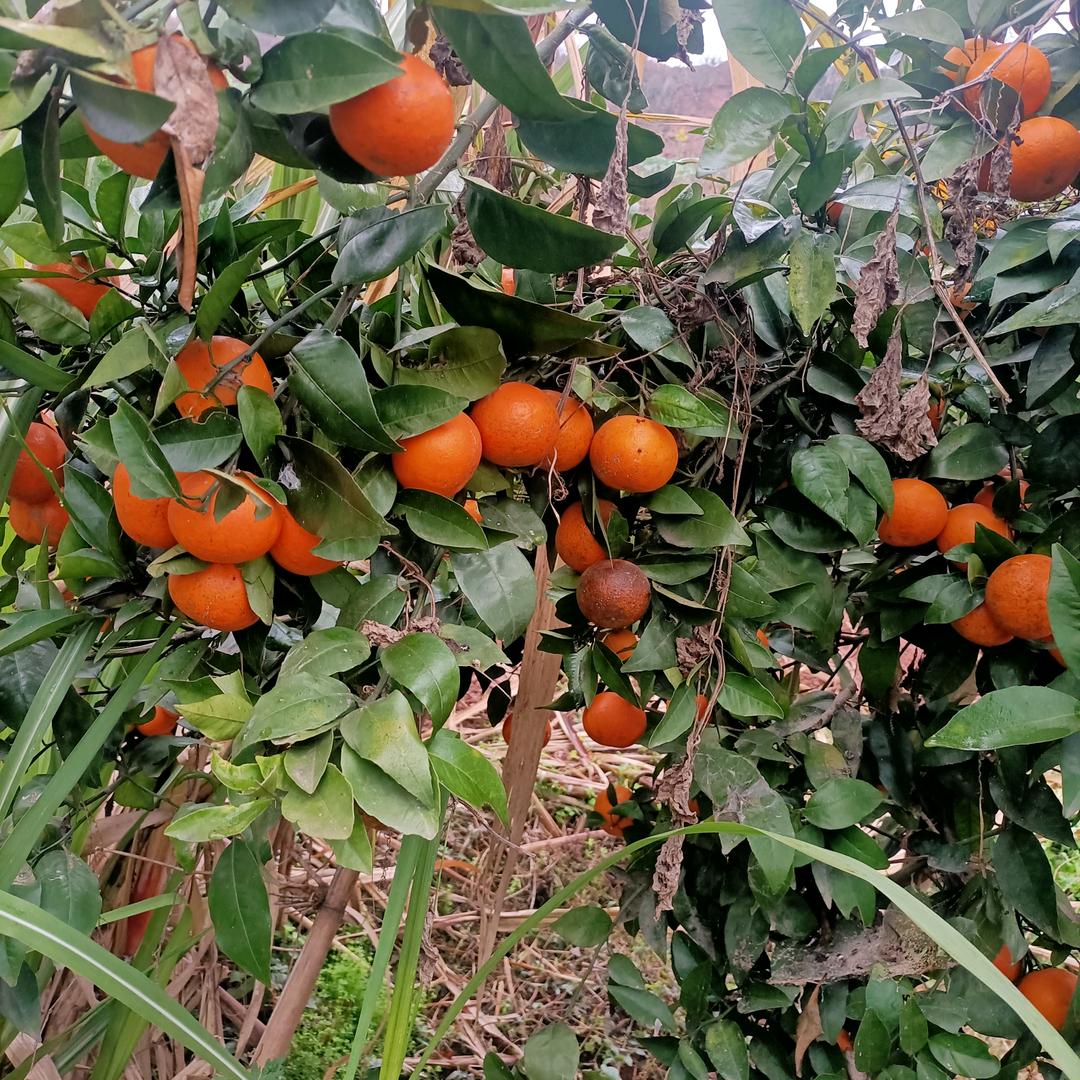 美旳四川