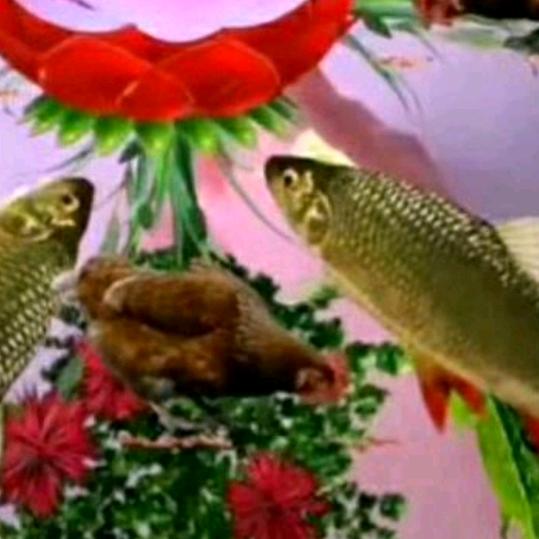 我是小弟来听歌👯‍♀️