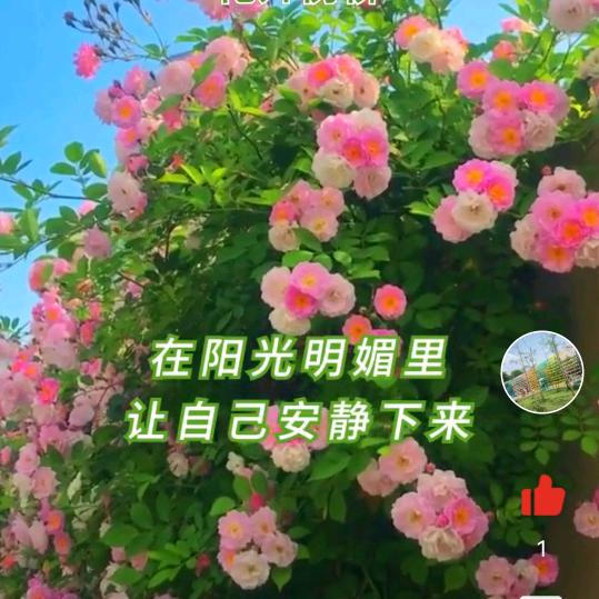 林姐