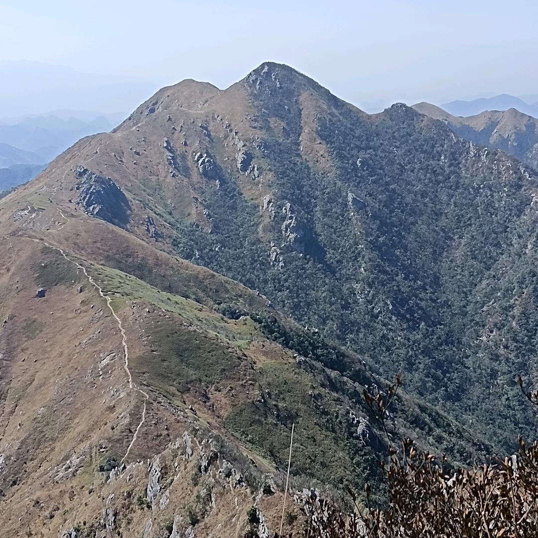 九连山红满园鹰嘴桃
