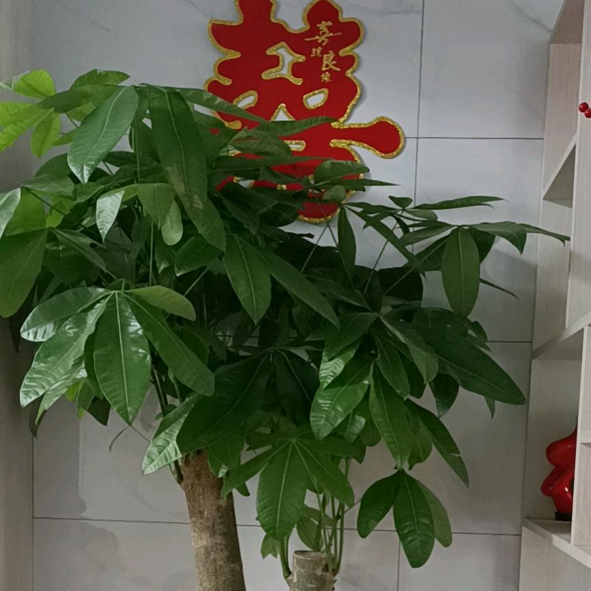 美丽的幸福