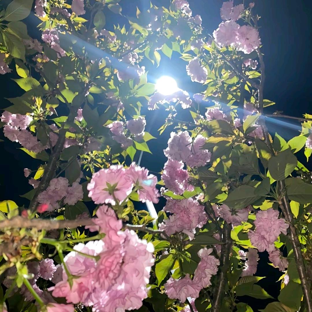 1376🌹🌹