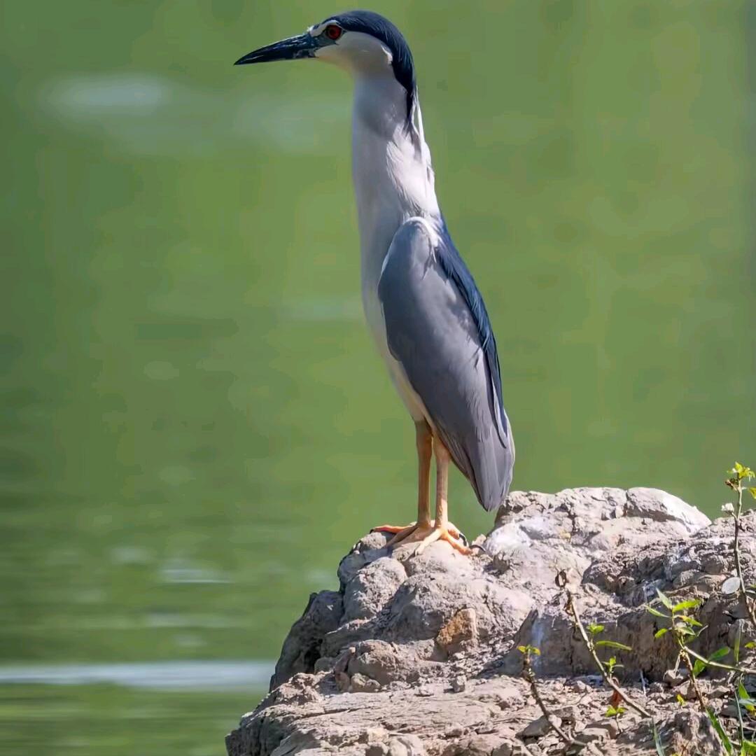 四川鱼🐟🐟🐟