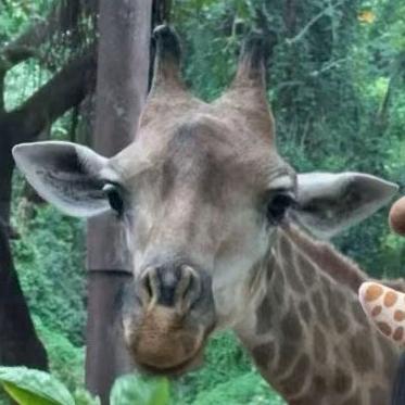 我不会取名字了