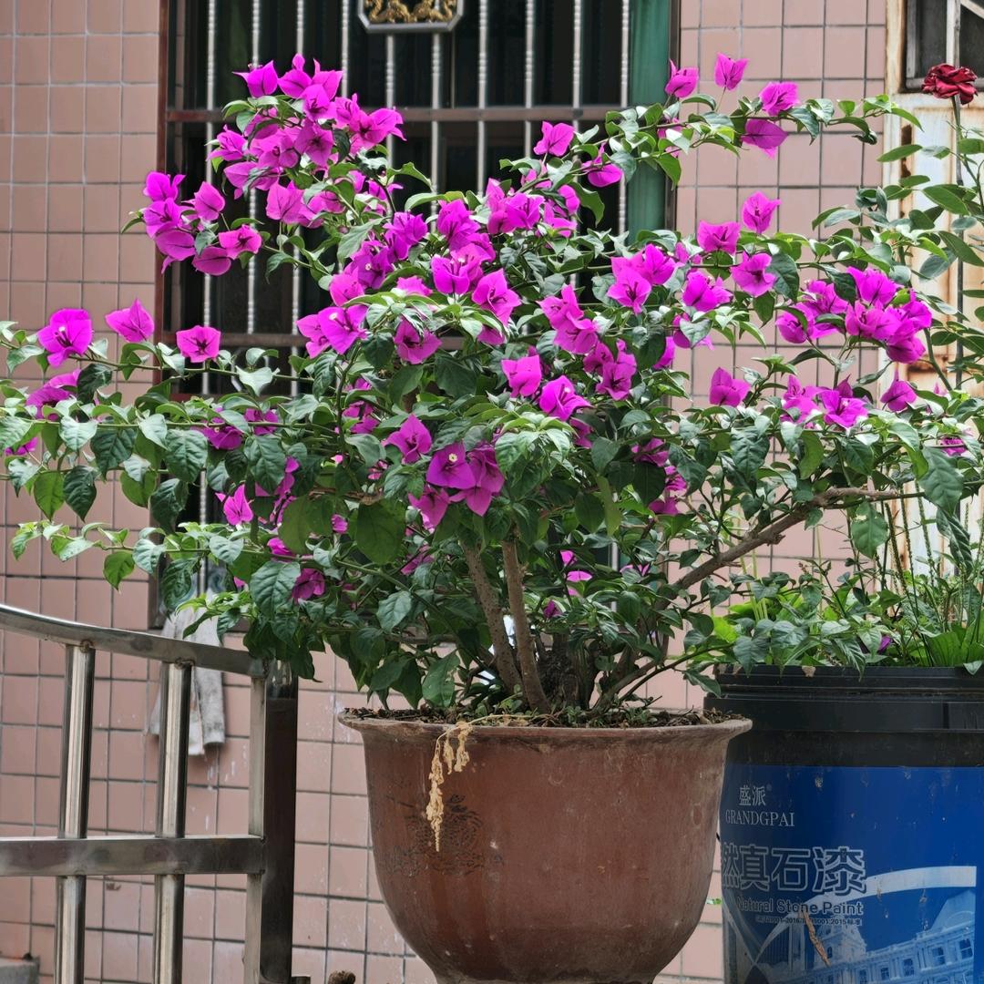 💞ℒᎭℯ⃝红࿐💞ℒᎭ