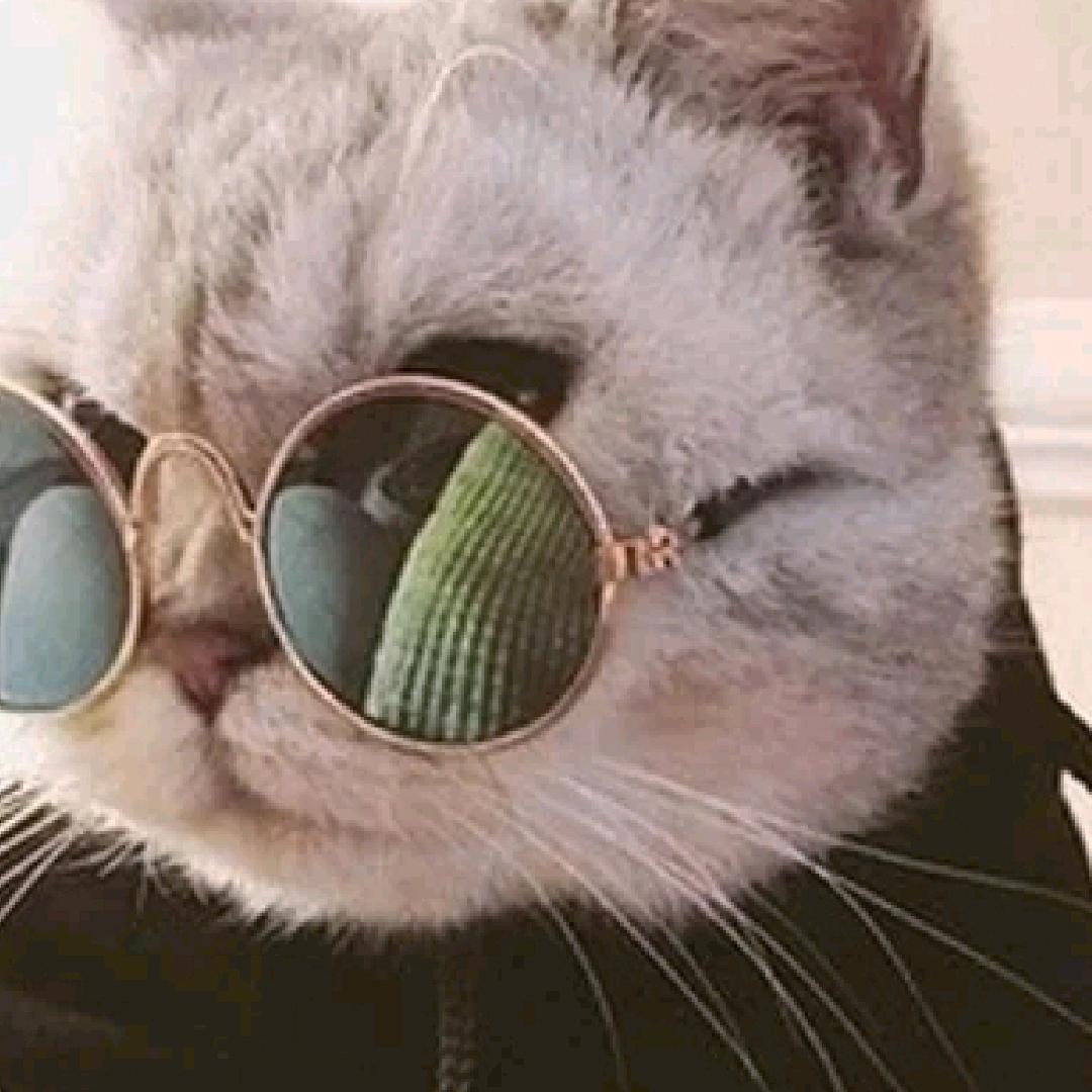 Zhi自己^O^（见过邓紫棋版）