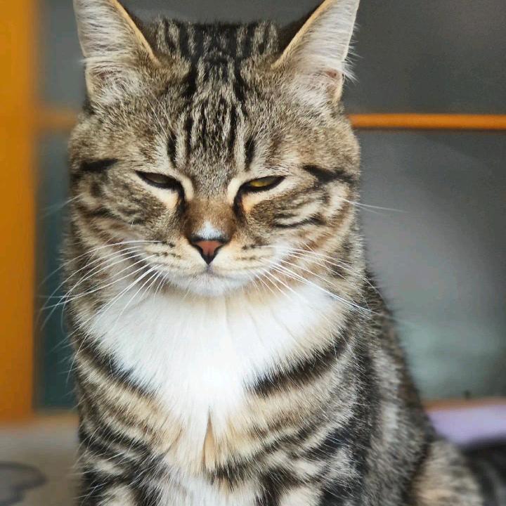 喵鸽