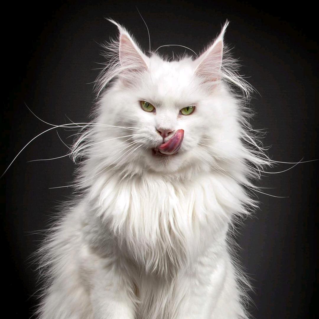 上海缅因猫舍（直播号）