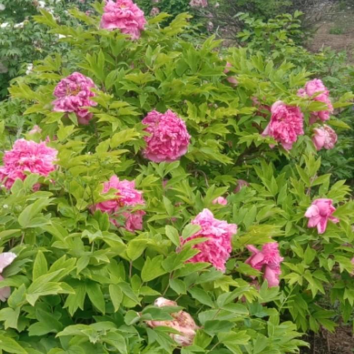 梅花怒放