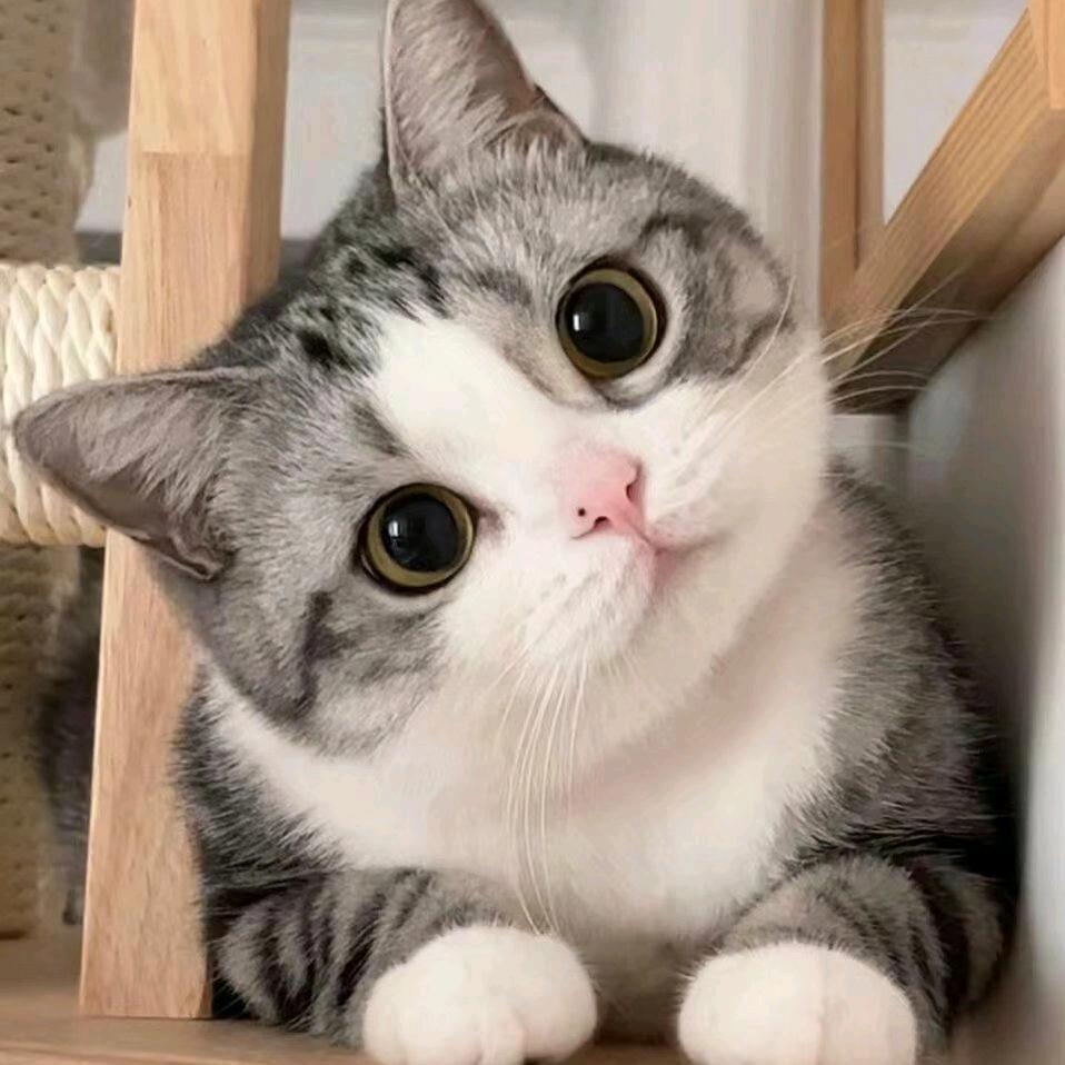 懒猫图图