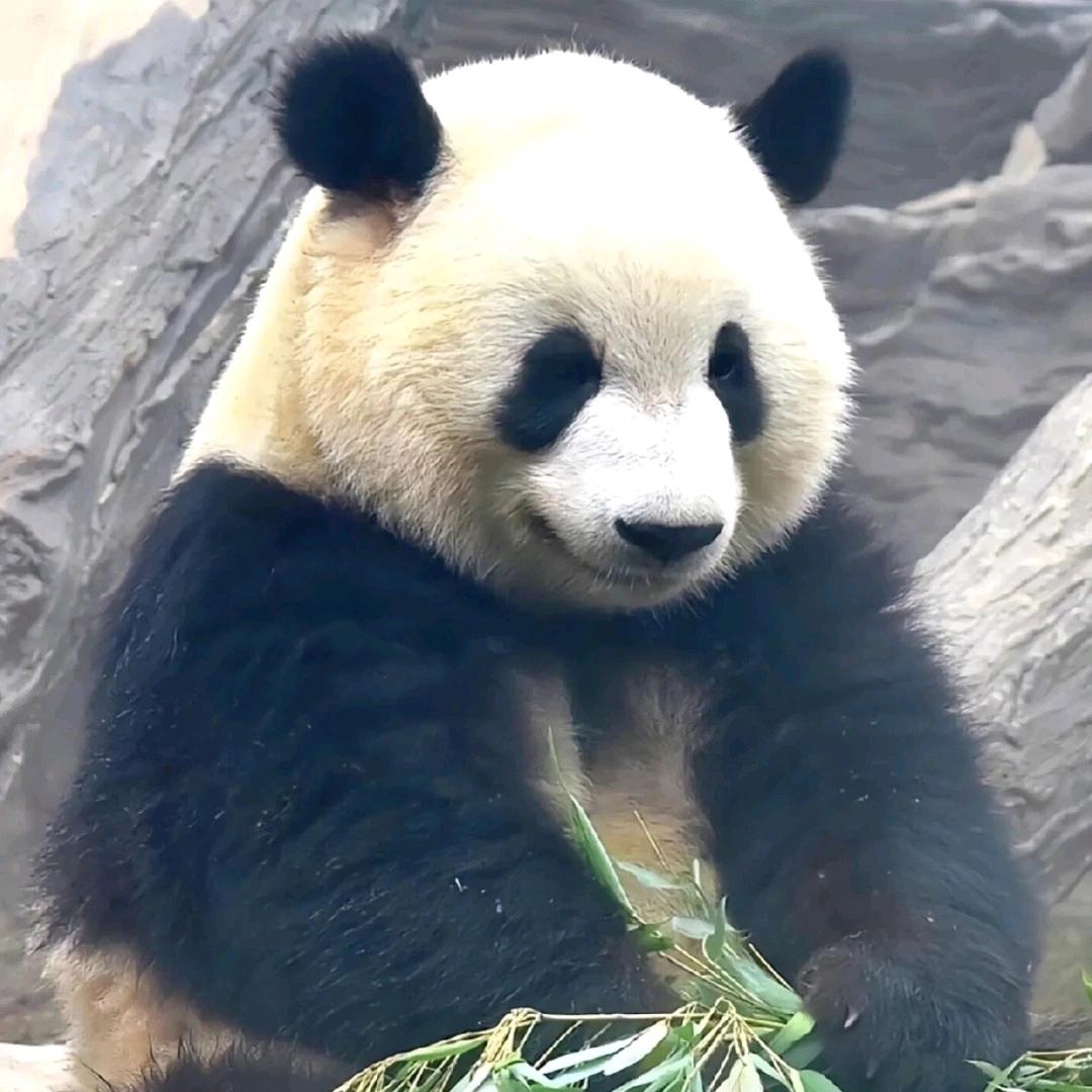 墨白