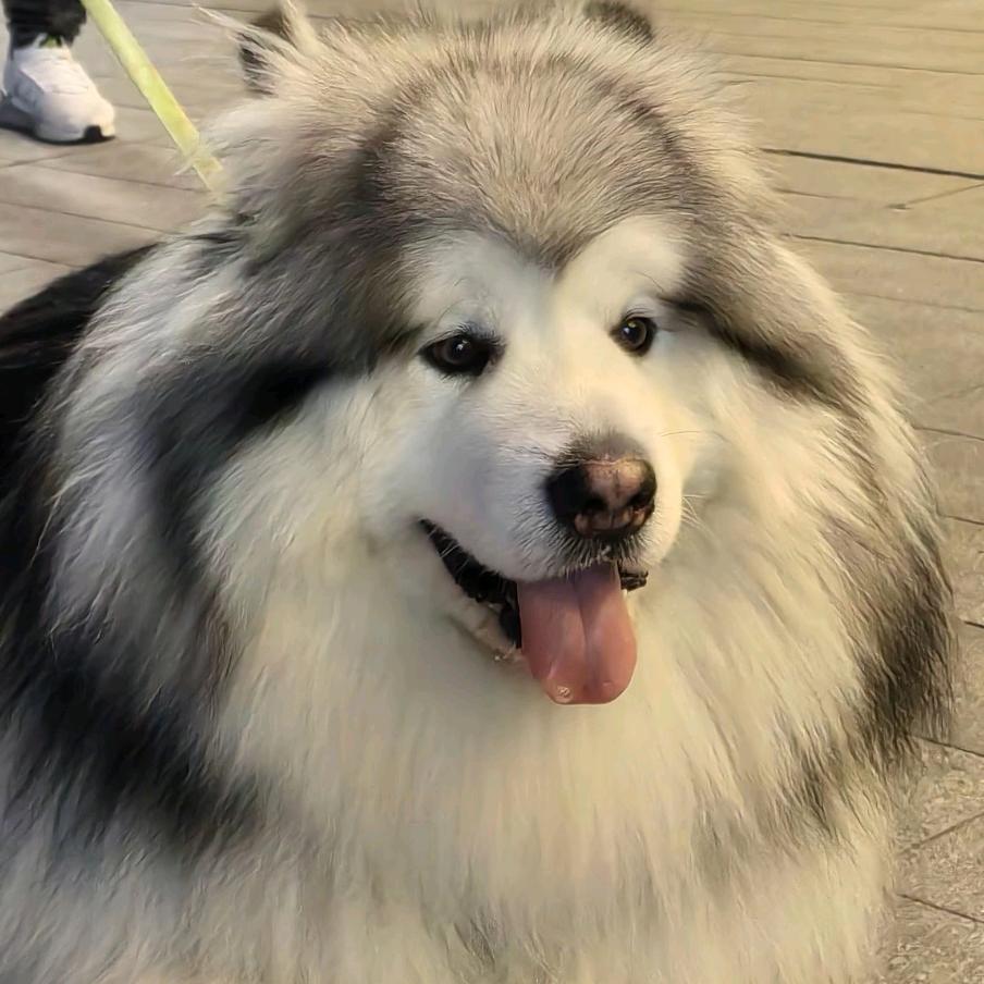 泰山是只阿拉斯加