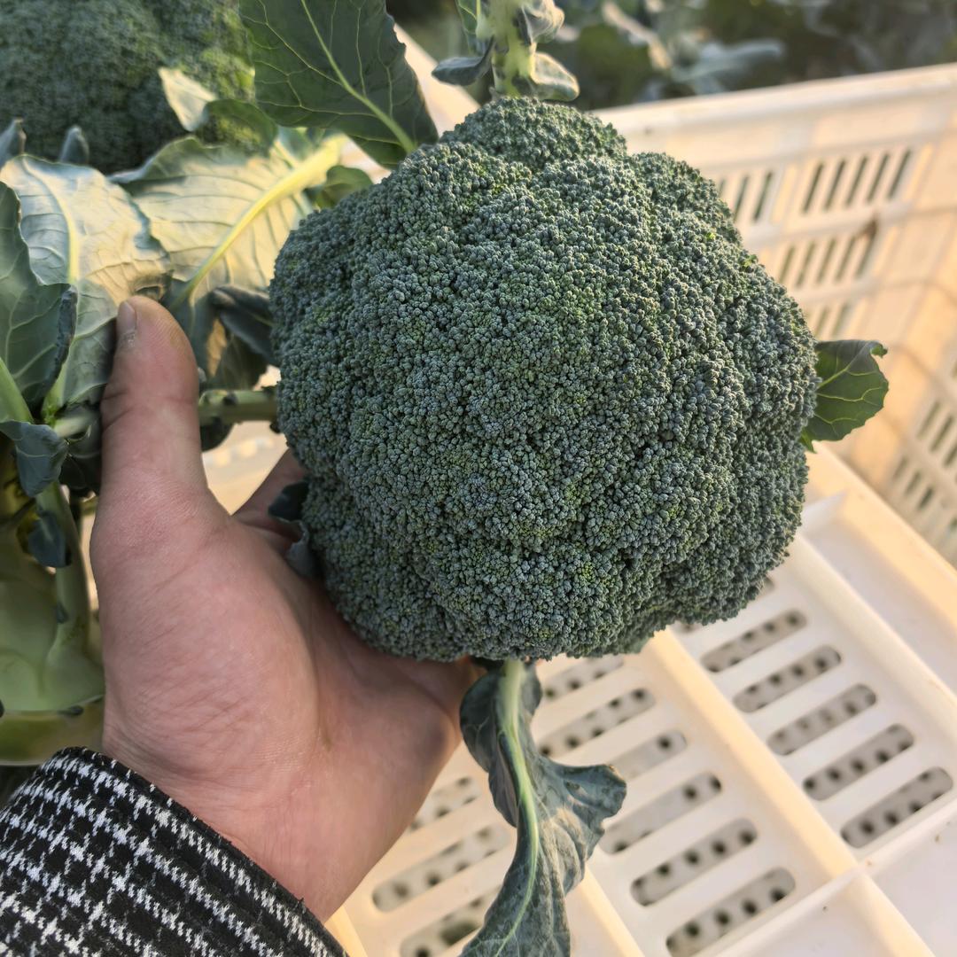 🥦星生代农场高级西兰花高级油皮丝瓜🥦