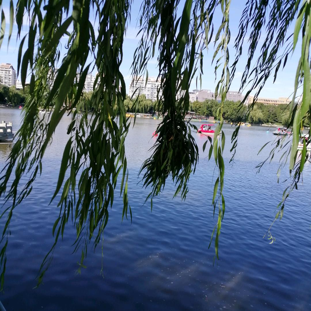 卟咔布咖的树洞窝