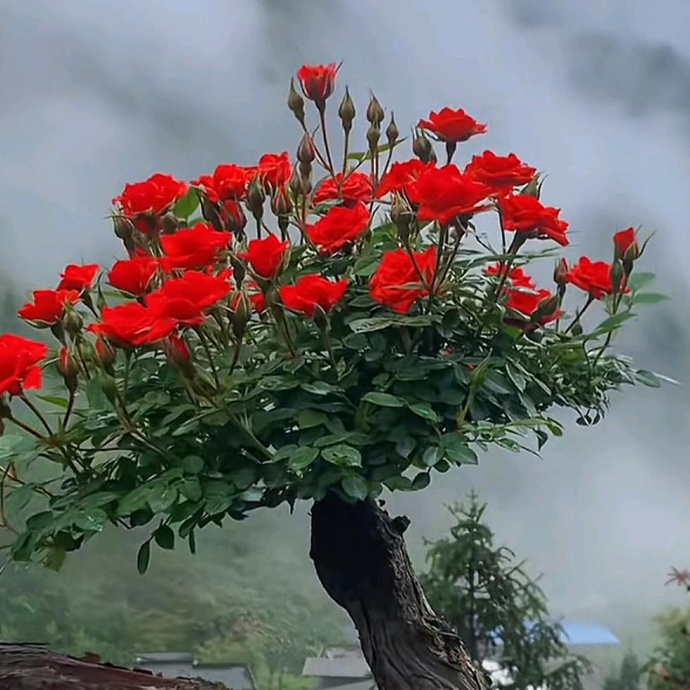 梅小兵〈有关必回〉