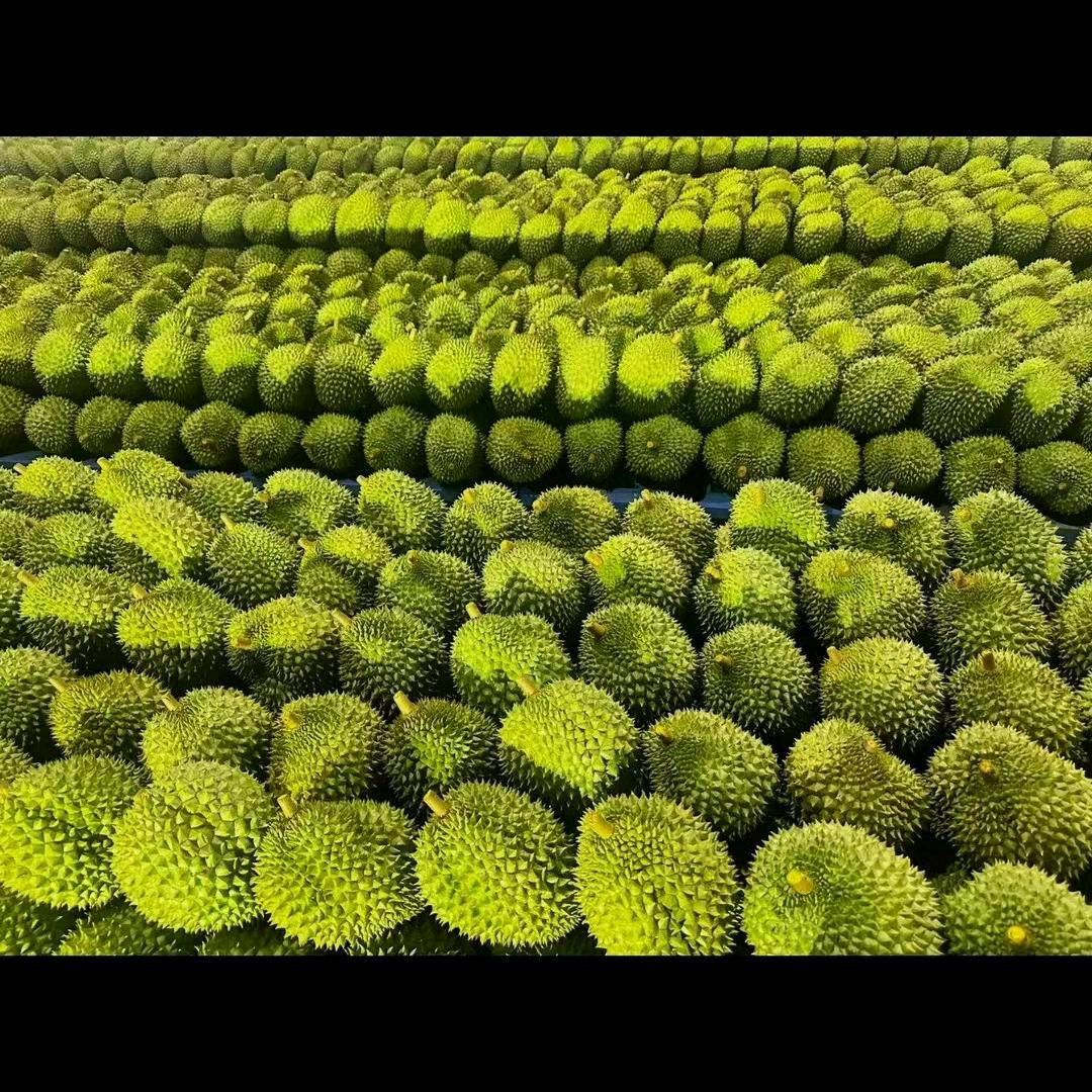 专业榴莲菠萝蜜。批发。
