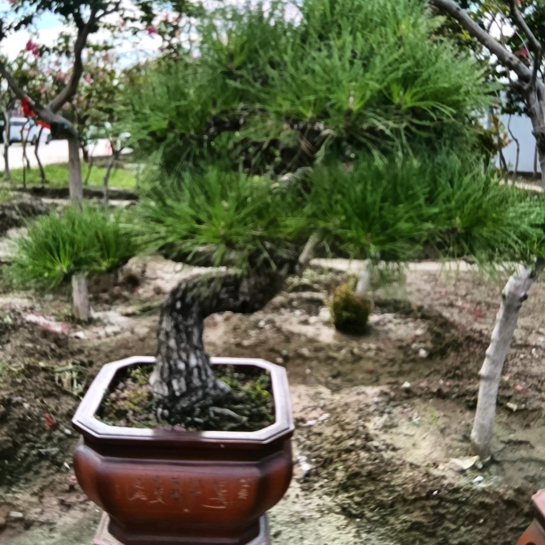 高格调花卉盆景