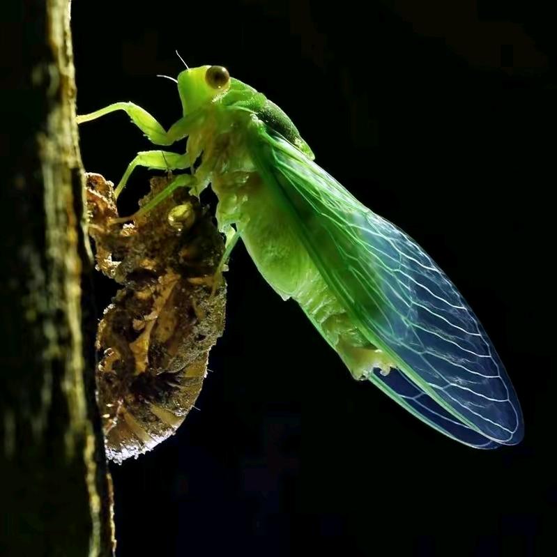 柔情似水，佳期如梦