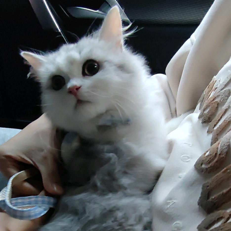 有只狐狸很好看