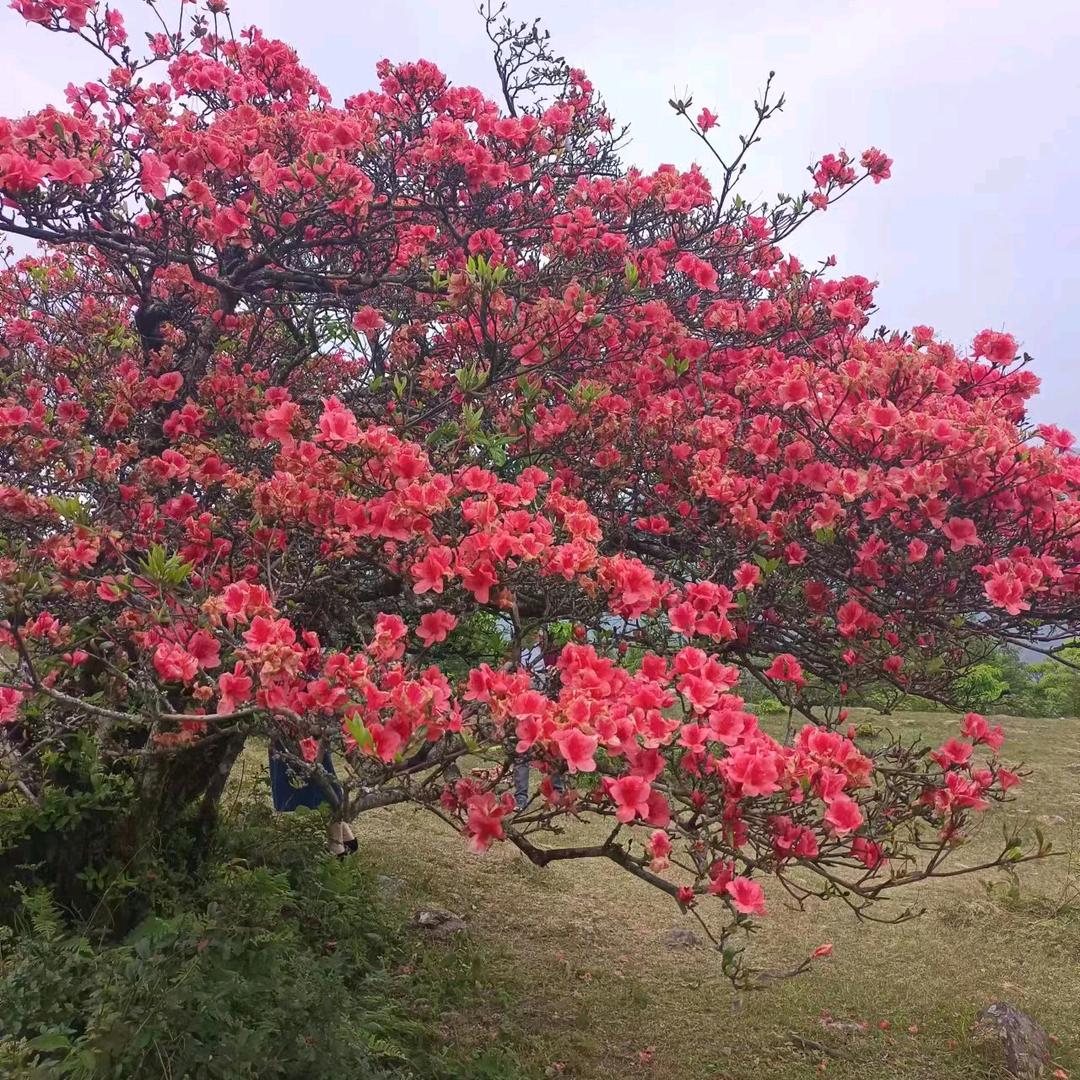 ٩(๛ ˘转身 ³˘)۶💐｛陌路🦋