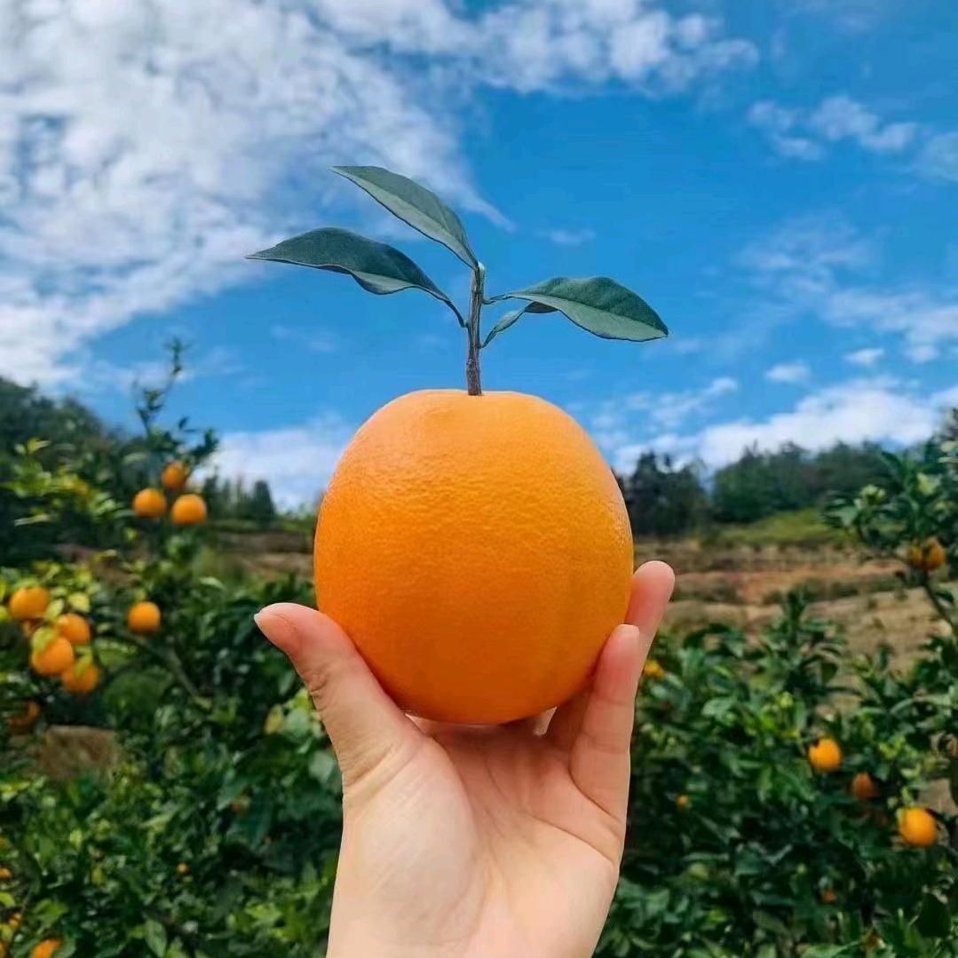 老表家的农产品