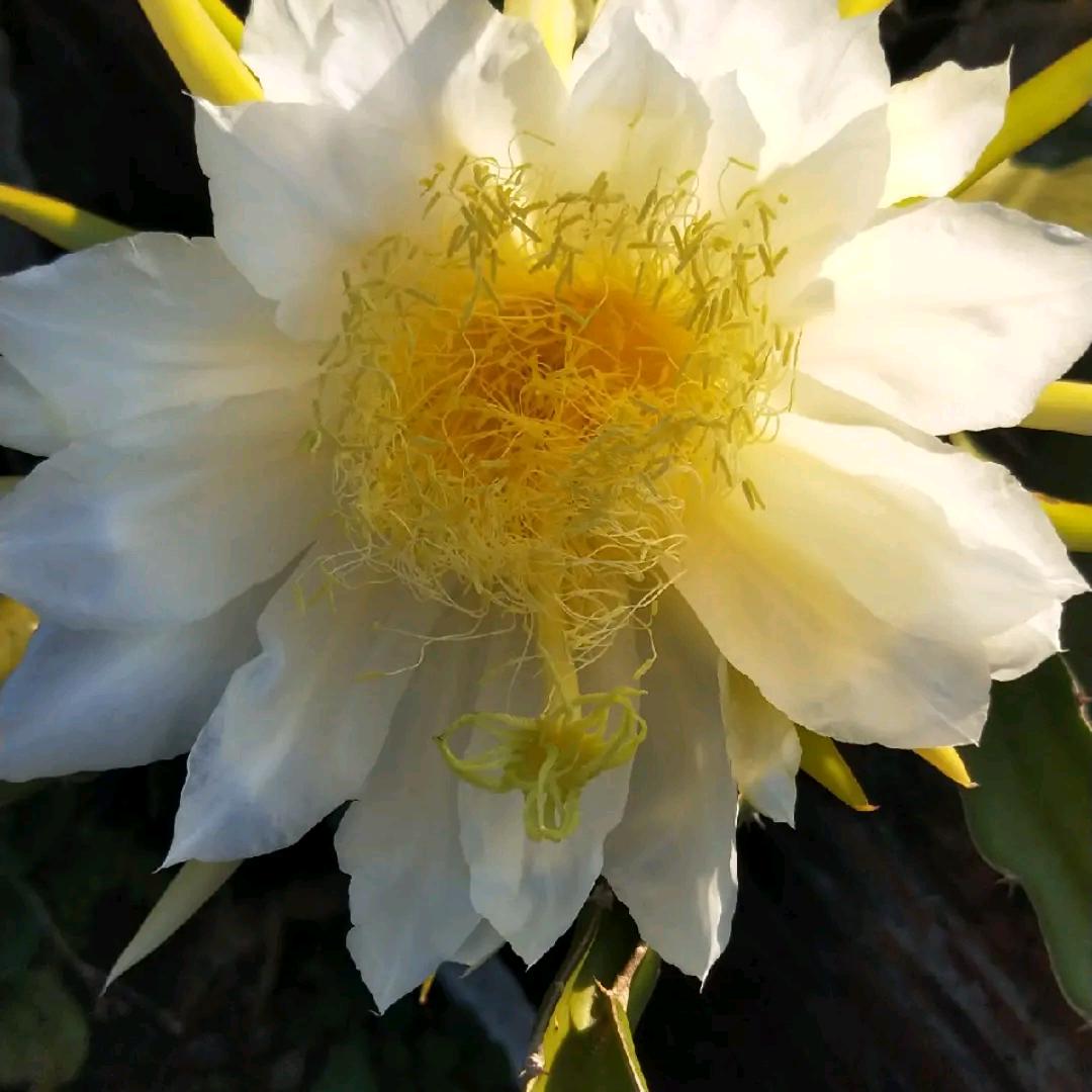 蒋肇