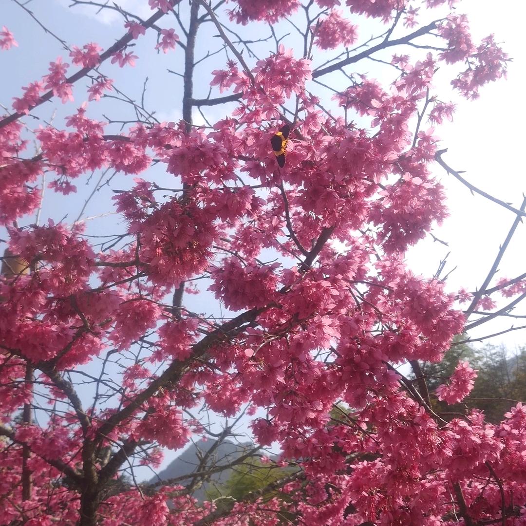 向阳花
