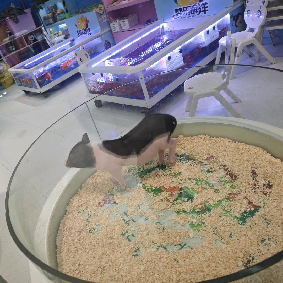 满眼皆李