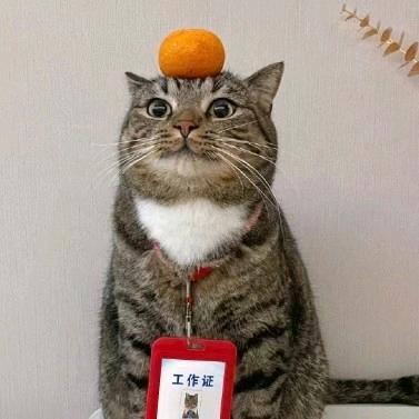秋刀魚🐟