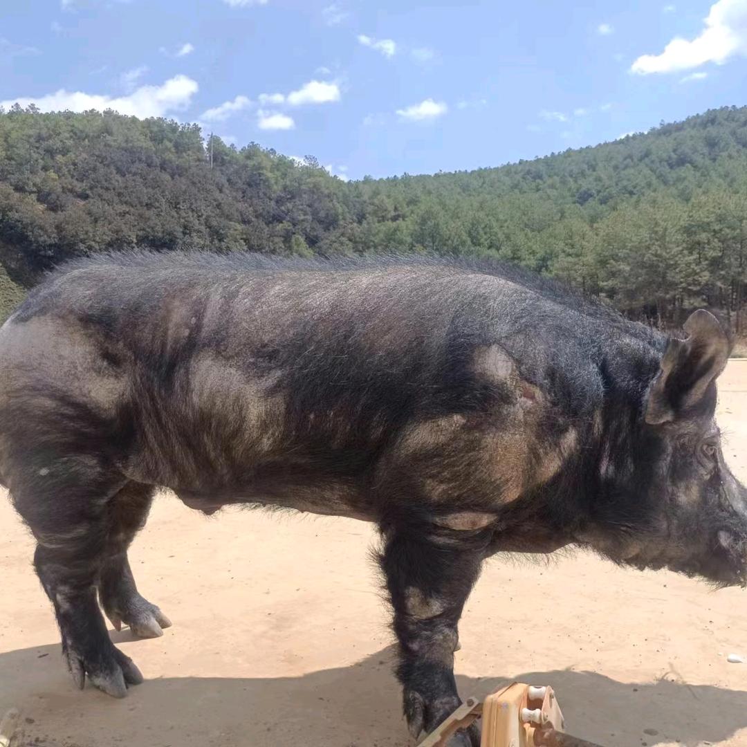 丽江姚园农庄世外姚园生态农场