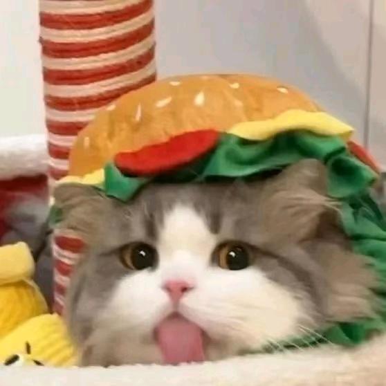 汉堡堡🍔