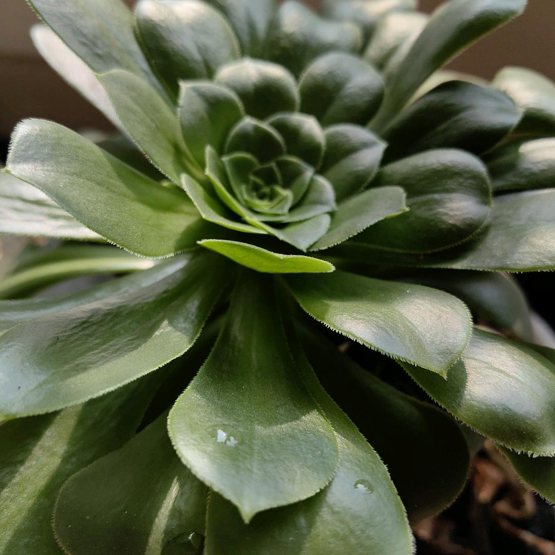 坚强的小草