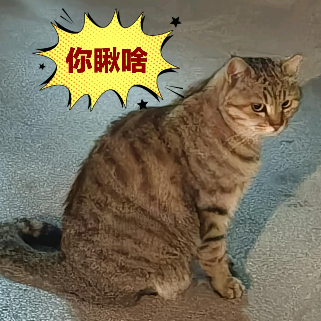 爱吃萝卜和青菜