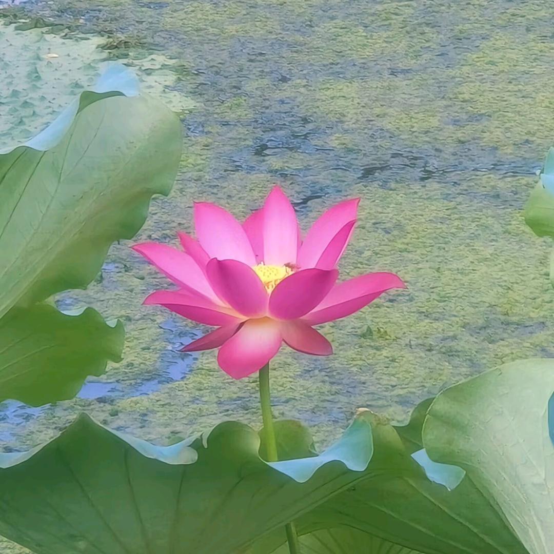 ٩๑浮生♡若梦٩๑۶
