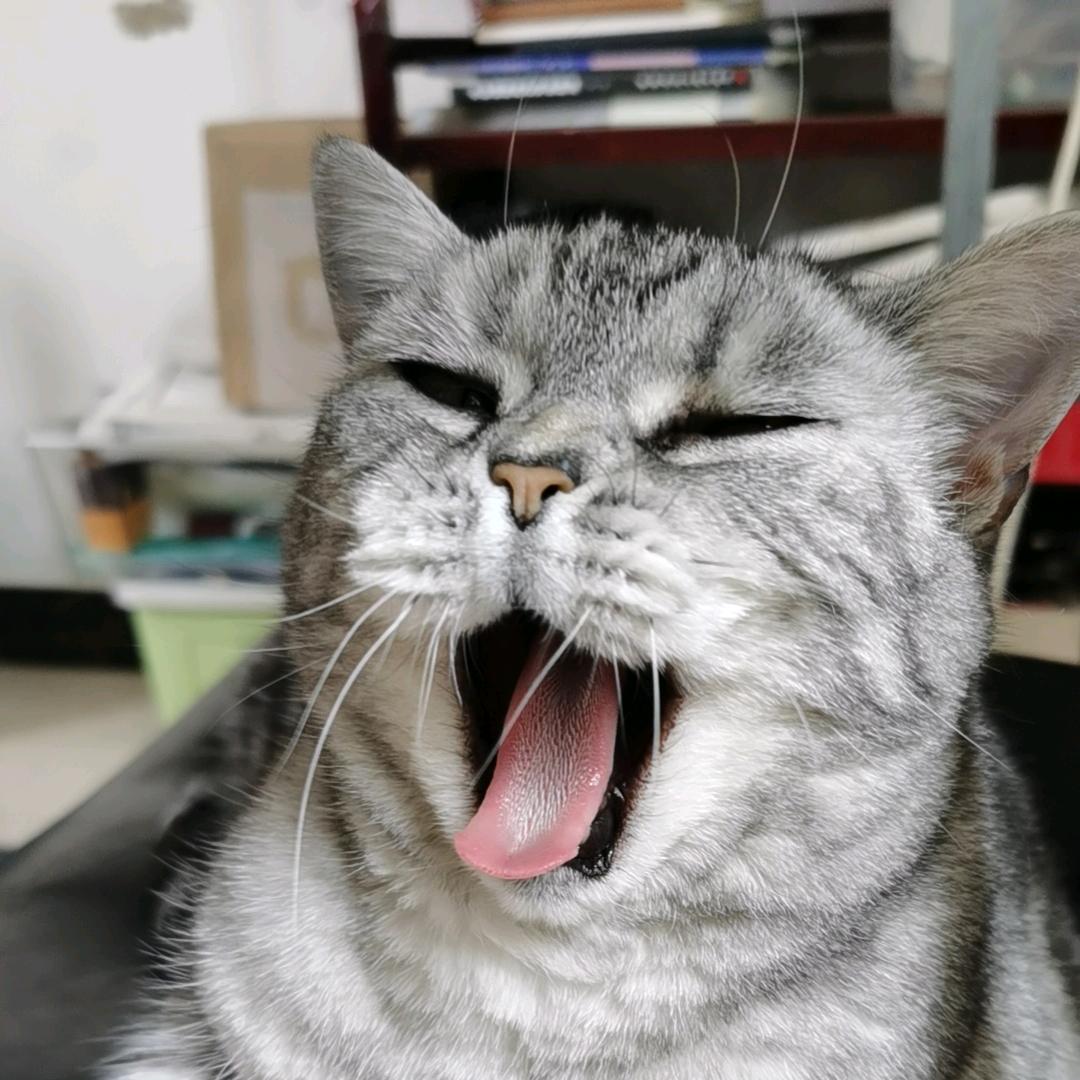 嘬嘬嘬一口猪咪