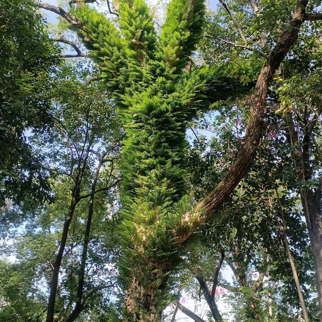 毛在刘家