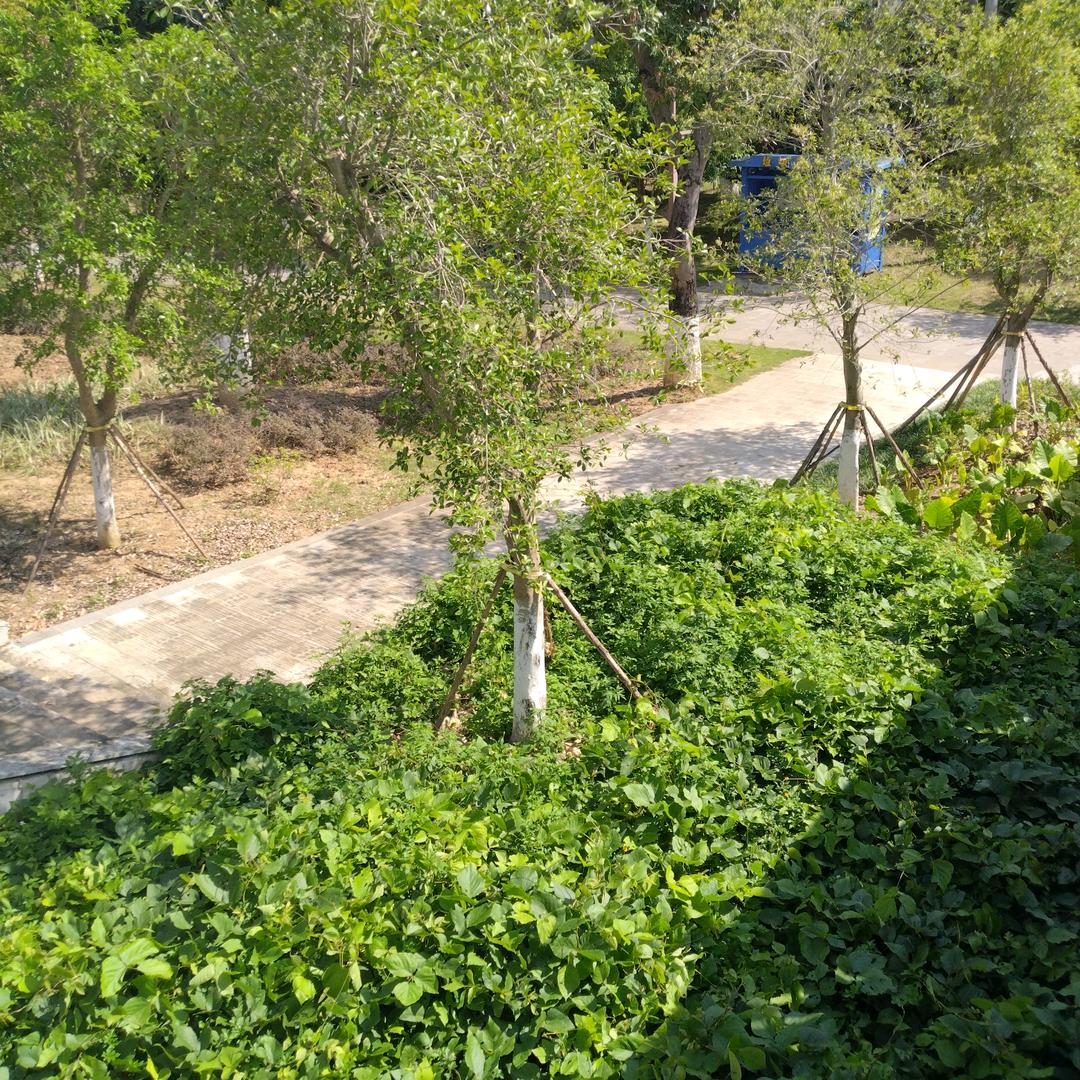 黄巨牛