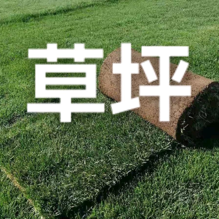 武汉草坪苗木直销