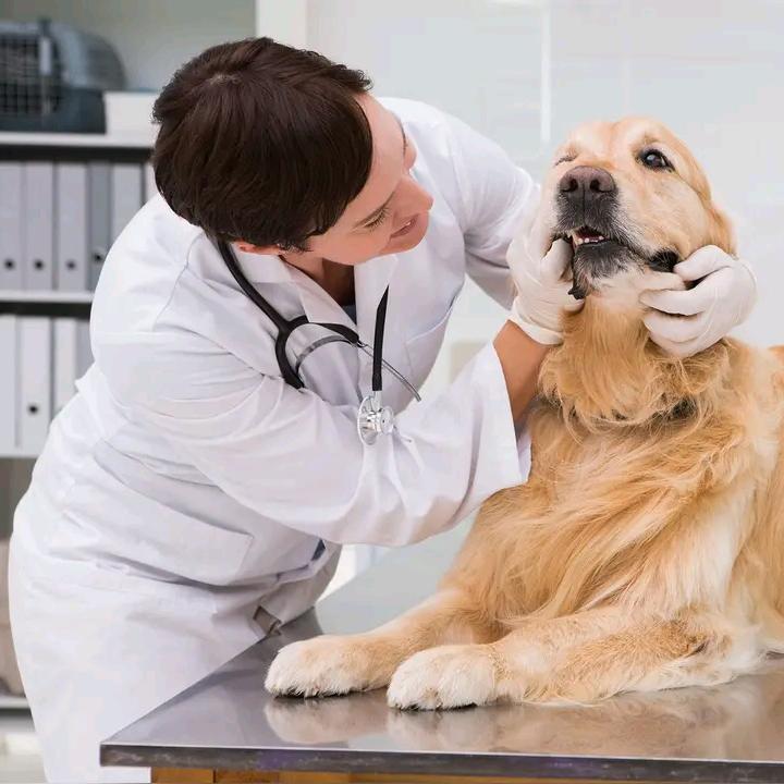 宠物雷老师