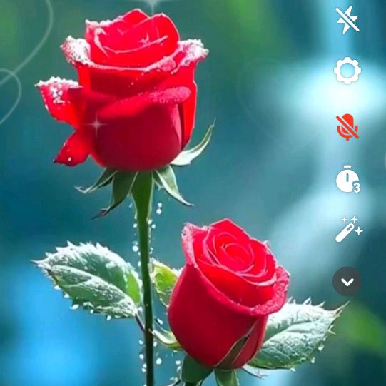希望明天会更好🌹🌹🌹