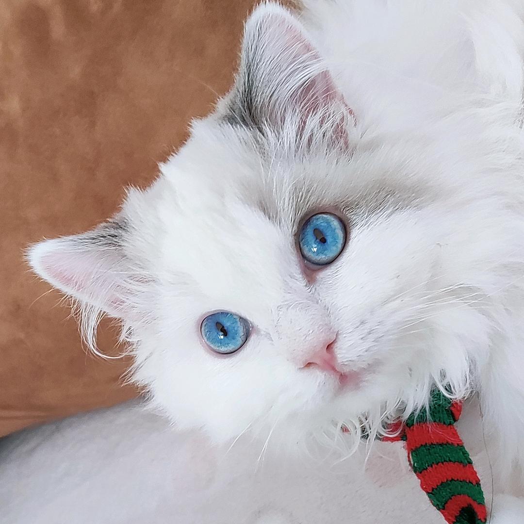 亚里士多猴子