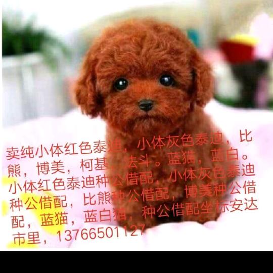 安达晓闻宠物繁殖