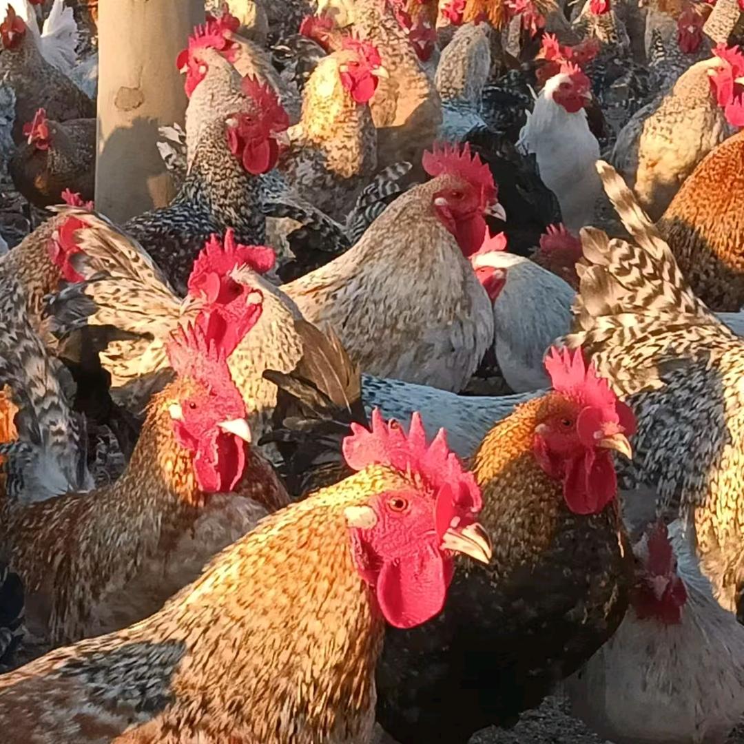 刘进你的❤️刘住你的人